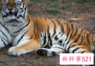 属虎女2022年的运势