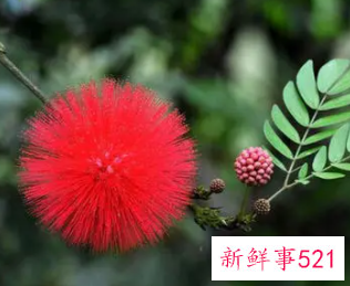 什么植物对夫妻关系好