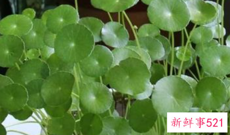 双金钱草的功效与作用