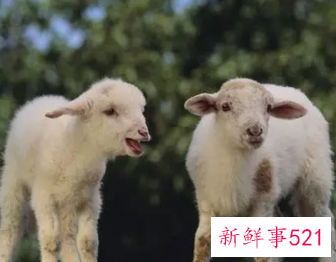 男马女羊的婚姻是否相配