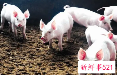 怀孕梦见别人杀猪是什么意思