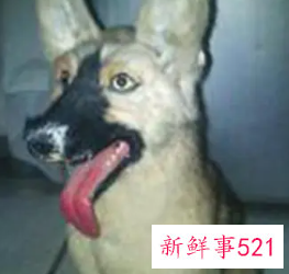 狗咬了多久过安全期狂犬病前兆