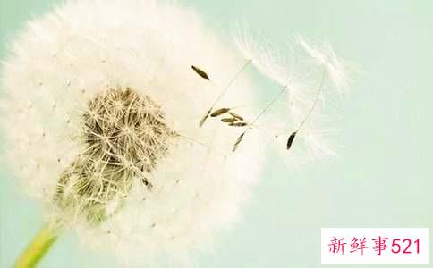 蒲公英仙子儿童故事