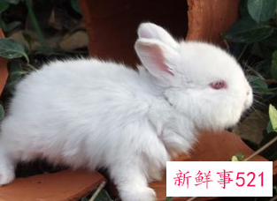 有创意的兔子名字