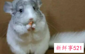 干净又好养的宠物