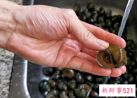 排骨田螺煲汤的做法