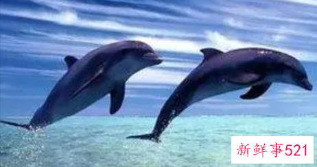 梦到各种动物预示什么