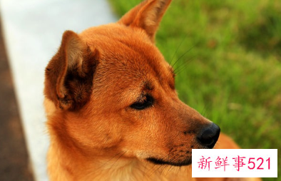 梦见杀狗的寓意