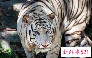 1998年属虎运势及运程