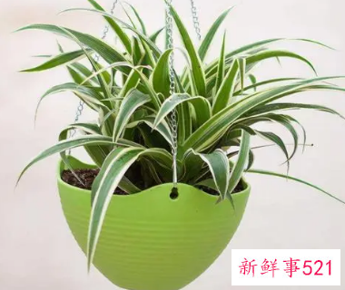 10种客厅招财植物推荐