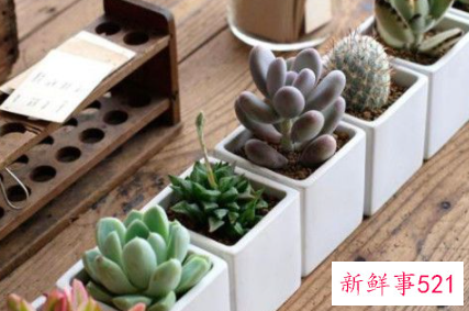 多肉如何砍头什么时候最合适