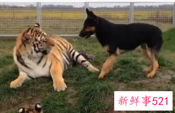 男狗女虎在一起好不好