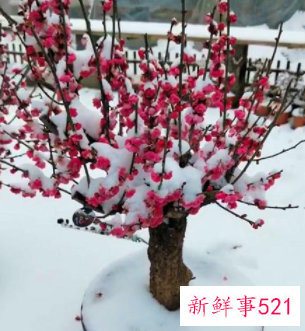 春节家里摆什么花喜庆