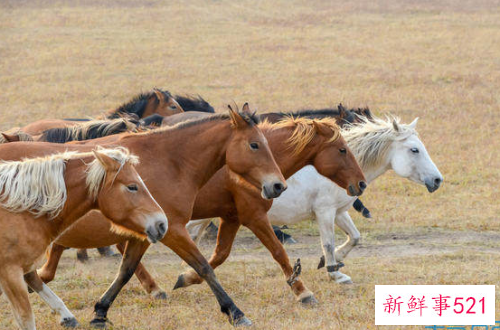 2002年生肖马运势