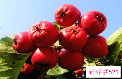 红果和山楂的区别