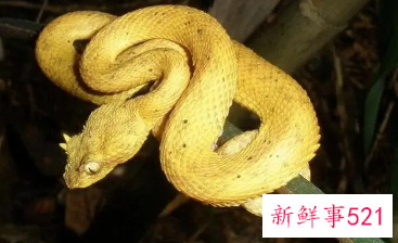 梦见蟒蛇是好是坏