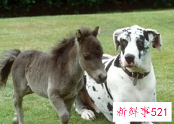 属马的人适合养什么宠物