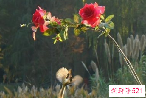 女人出轨准确表现