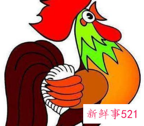 属鸡和属鸡幸福吗