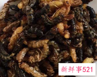 蜂蛹多吃有什么坏处