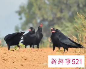 老鸹窝里出凤凰是什么动物