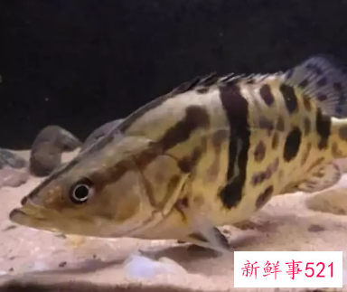 什么鱼营养价值最高又便宜