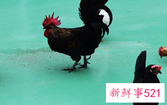 属鸡的床要放在哪个位置