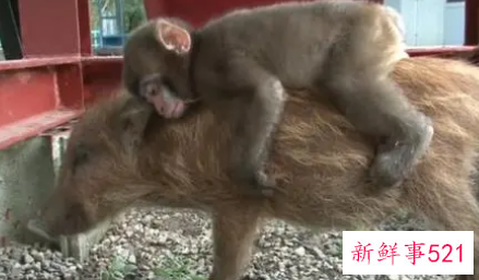 女属猪男属猴能结婚吗