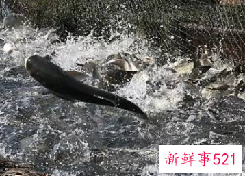 水产养殖小妙招