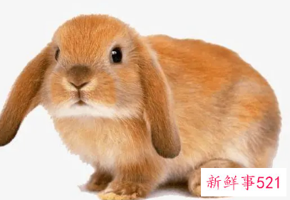 很难放下感情的生肖男