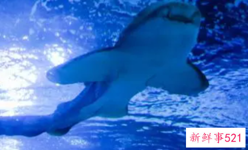 梦见被困在海底