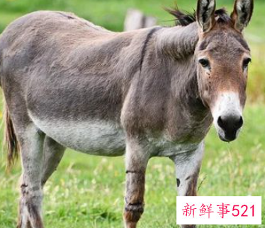 梦见驴挨打是什么意思