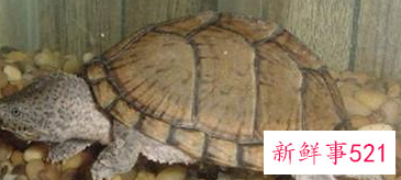 刀背麝香龟吃什么比较好