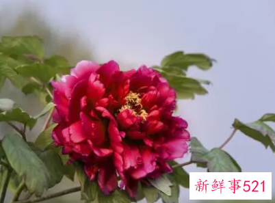 家里摆什么旺财和顺利