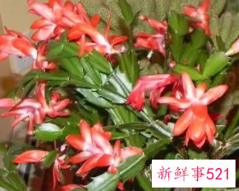 办公室的蟹爪兰摆放在什么方位风水好