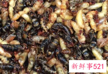蜂蛹多吃有什么坏处