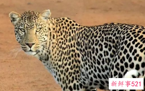 什么动物咬合力最大