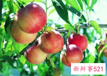 梦见苹果和桃是什么意思