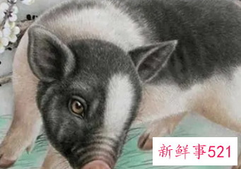 属蛇和属猪的夫妻怎么样