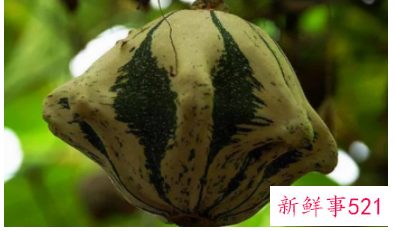 罕见蔬菜种类大全