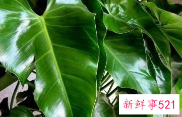 大叶绿宝石的养殖方法和注意事项