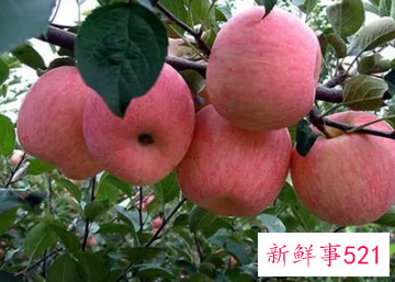 孕妇吃苹果的好处