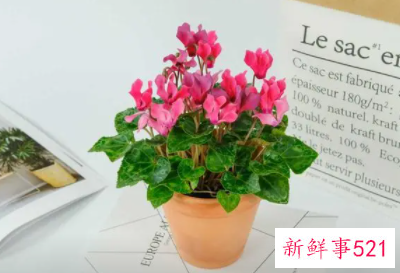 春节家里摆什么花喜庆