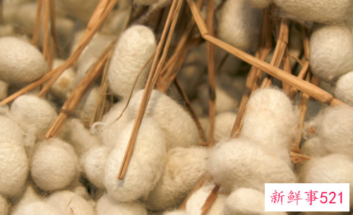 梦见密密麻麻的蚕