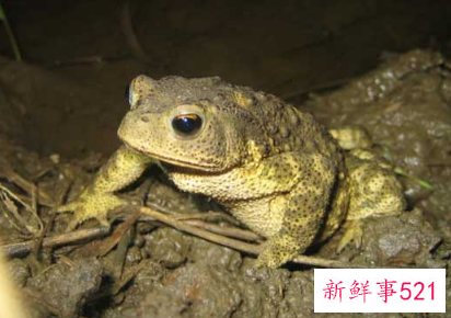 梦见癞蛤蟆是什么征兆