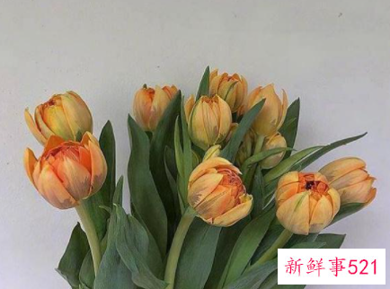 情话告白一段话