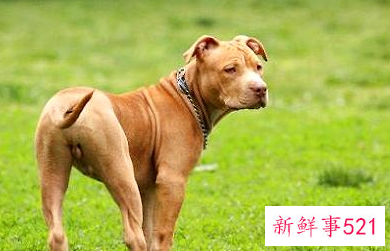 怎么训练比特犬