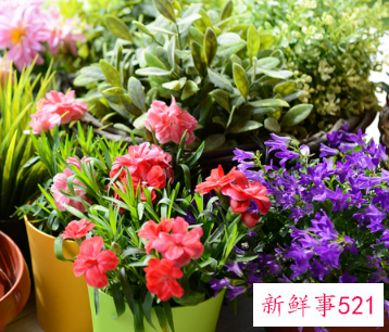 10种客厅招财植物推荐