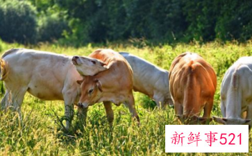 牛生肖与什么生肖相克