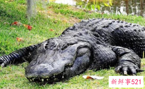 什么动物咬合力最大